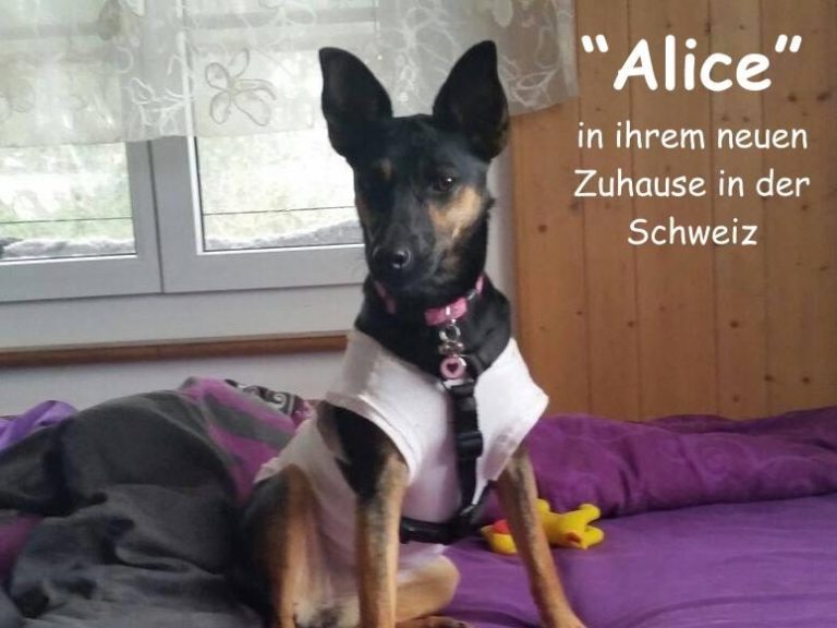 Patenhündin Alice Patenhündin Alice